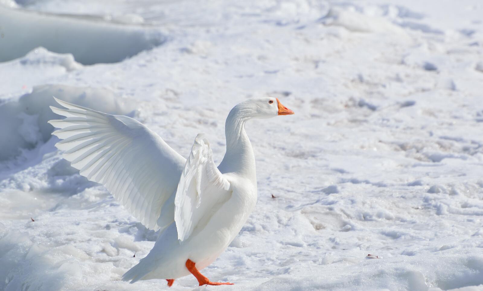 Бесплатное фото Белый лебедь на снегу