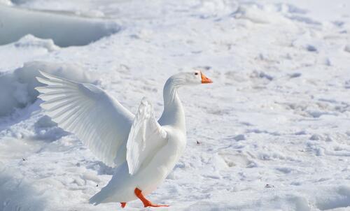 A white swan in the snow