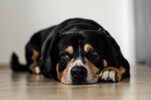 A tired puppy rests lying on a clean floor