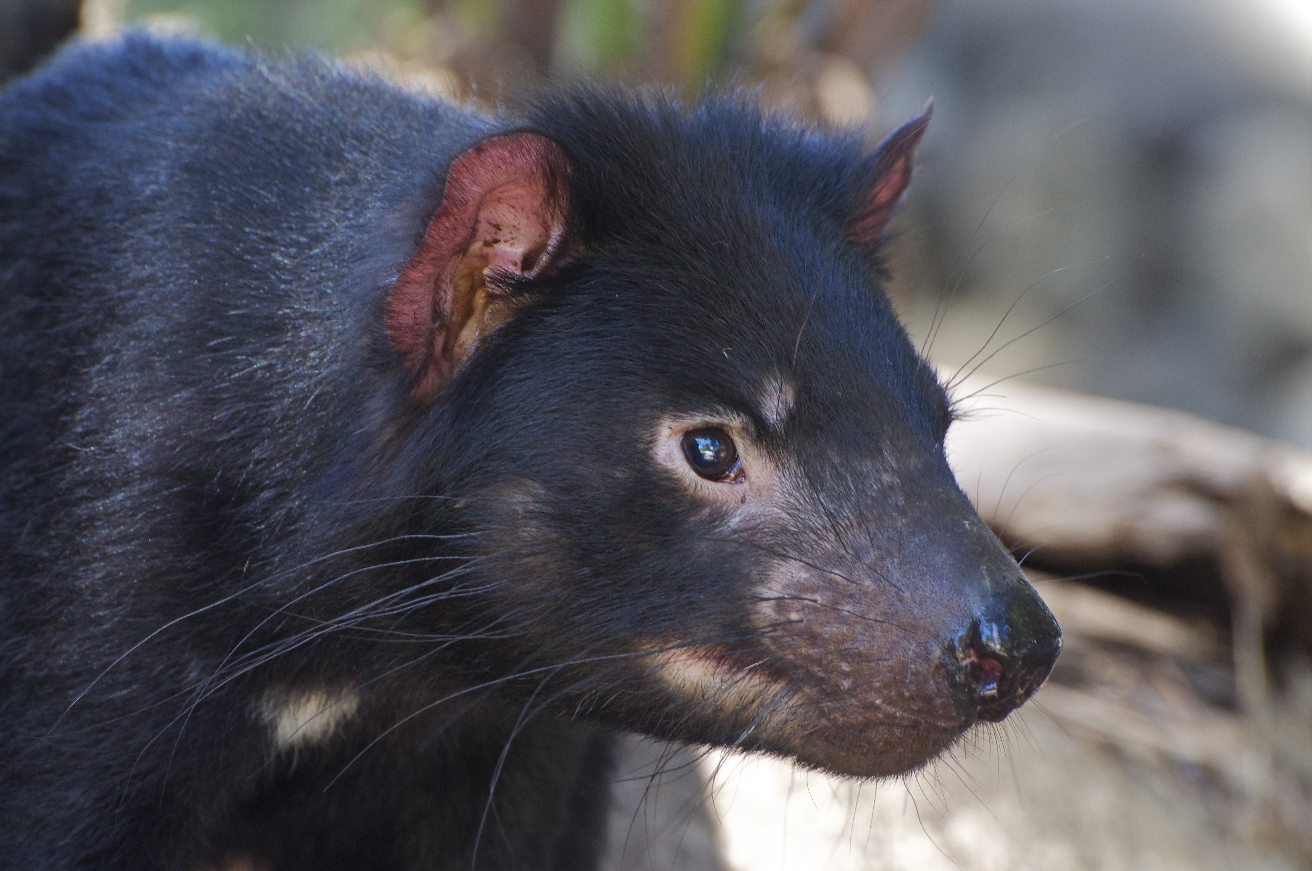 Free photo Tasmanian devil