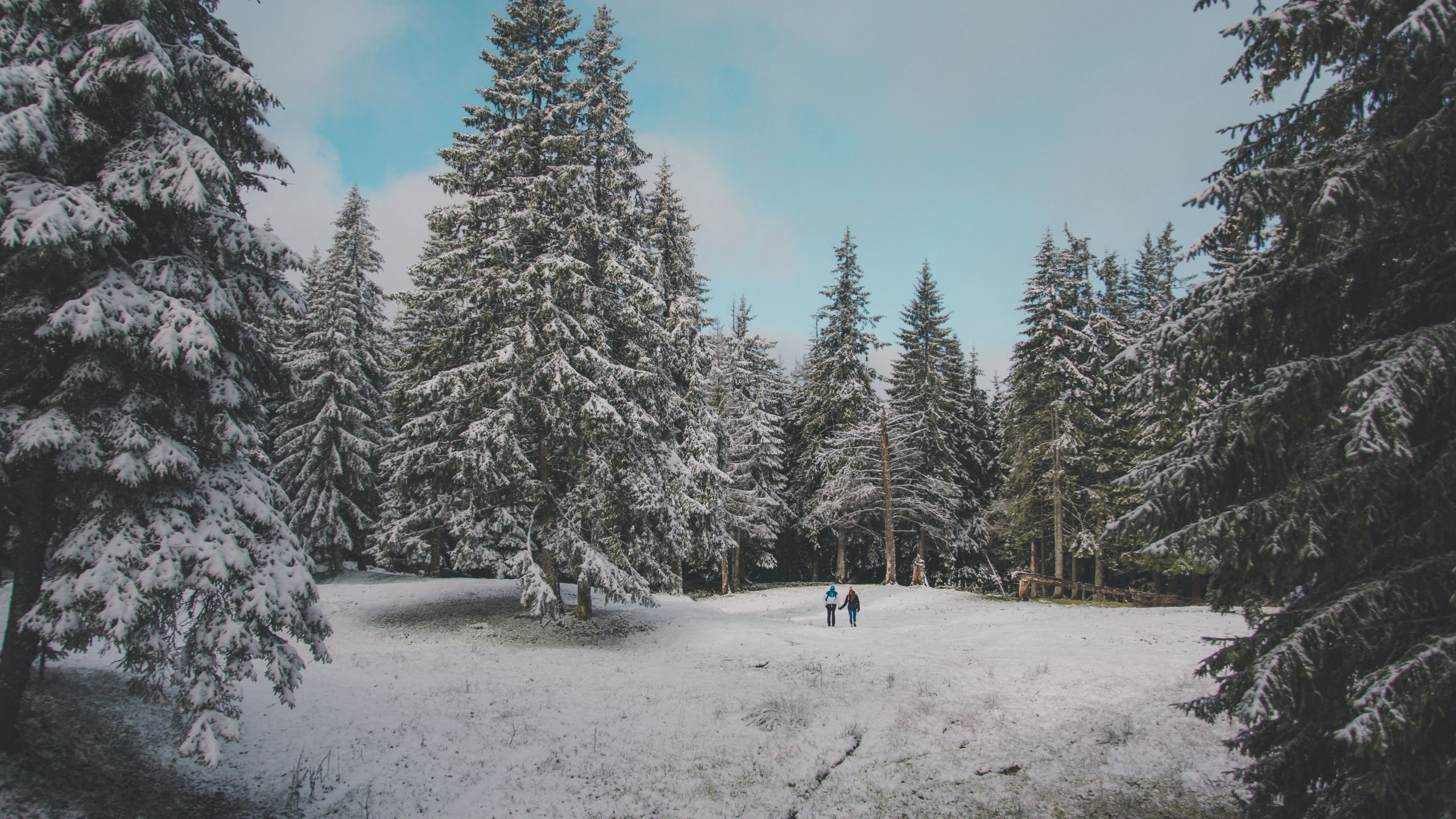 初雪时的森林漫步