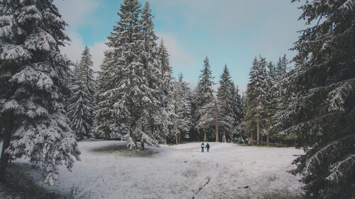 Прогулка по лесу во время первого снега