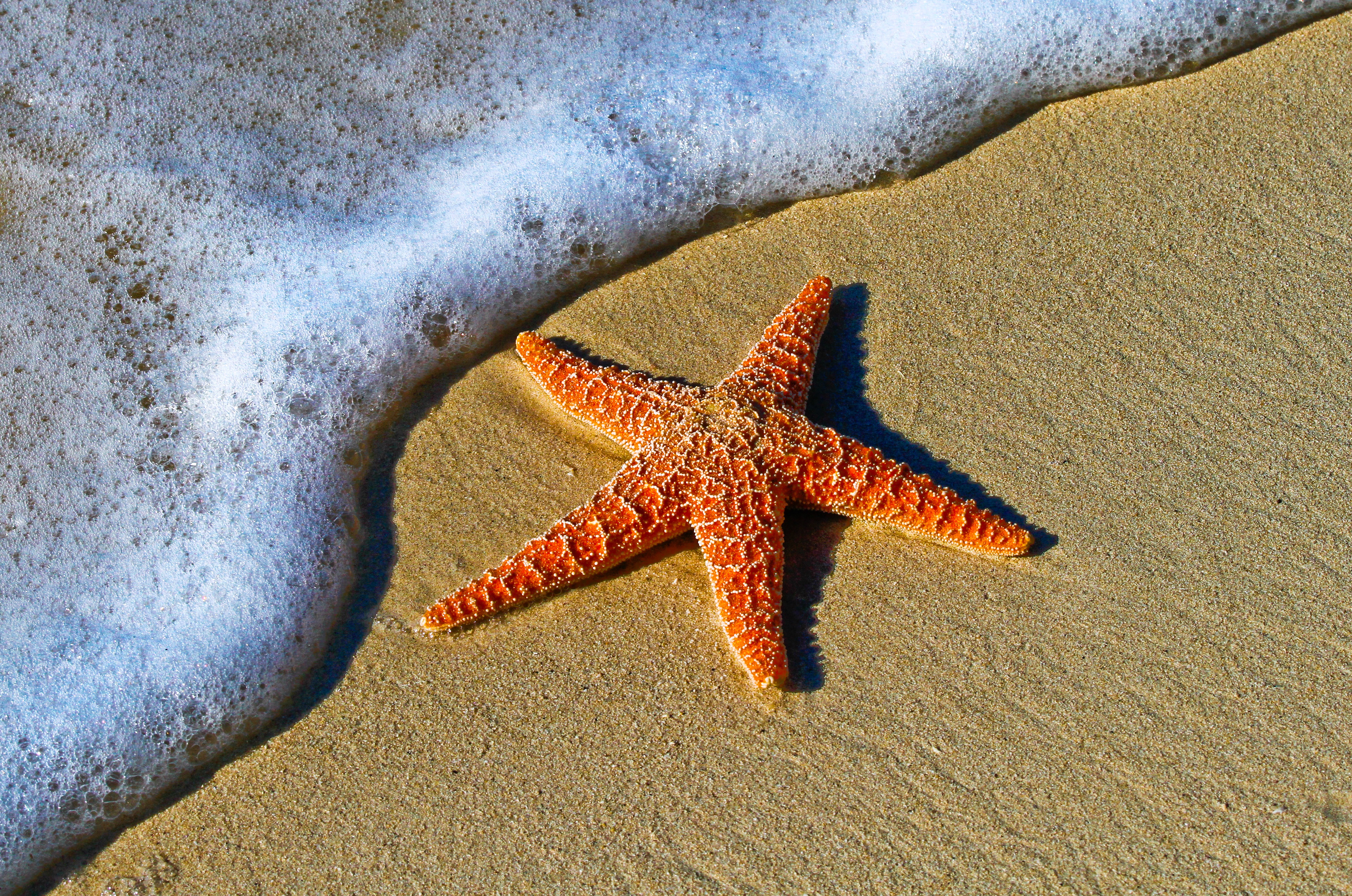 Фото бесплатно песок, пляж, морская звезда