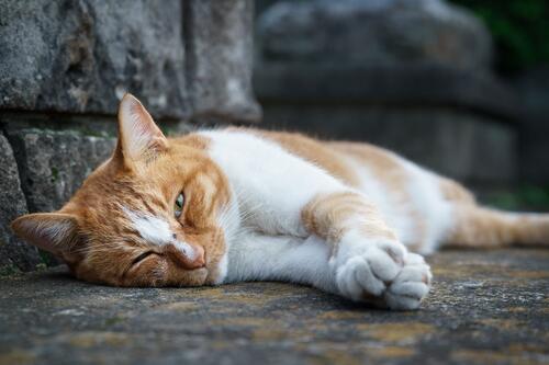 Уставший рыжий кот