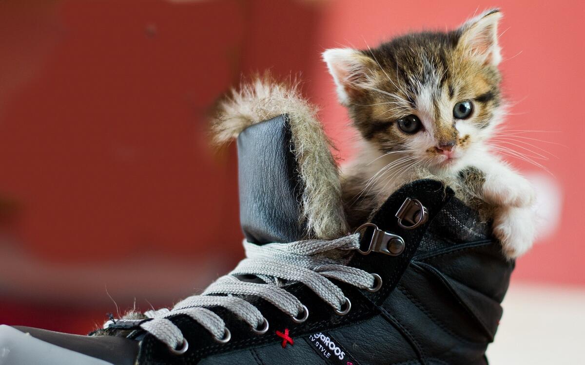 A spotted kitten in a shoe.