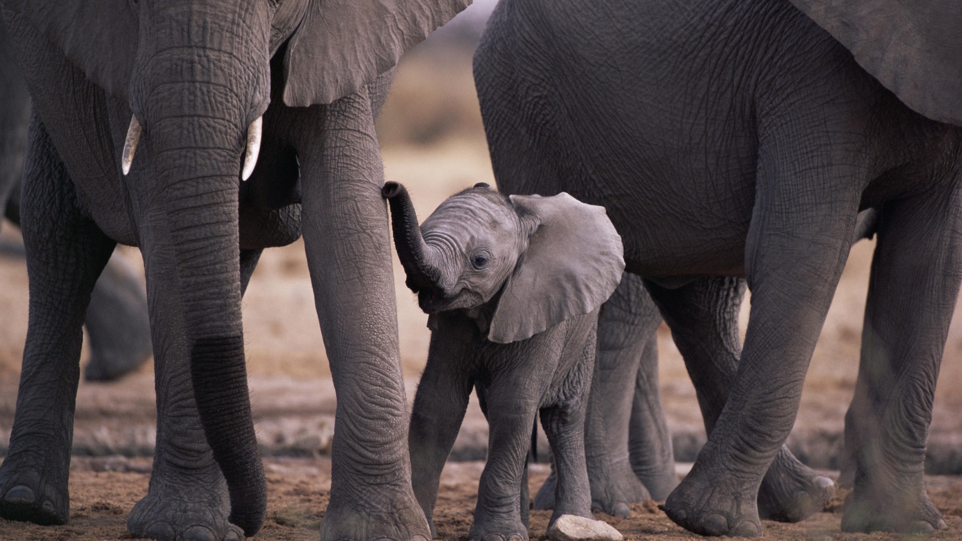 The little elephant raised his trunk.