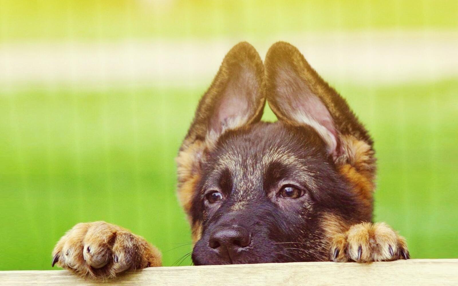 лицо собака уши