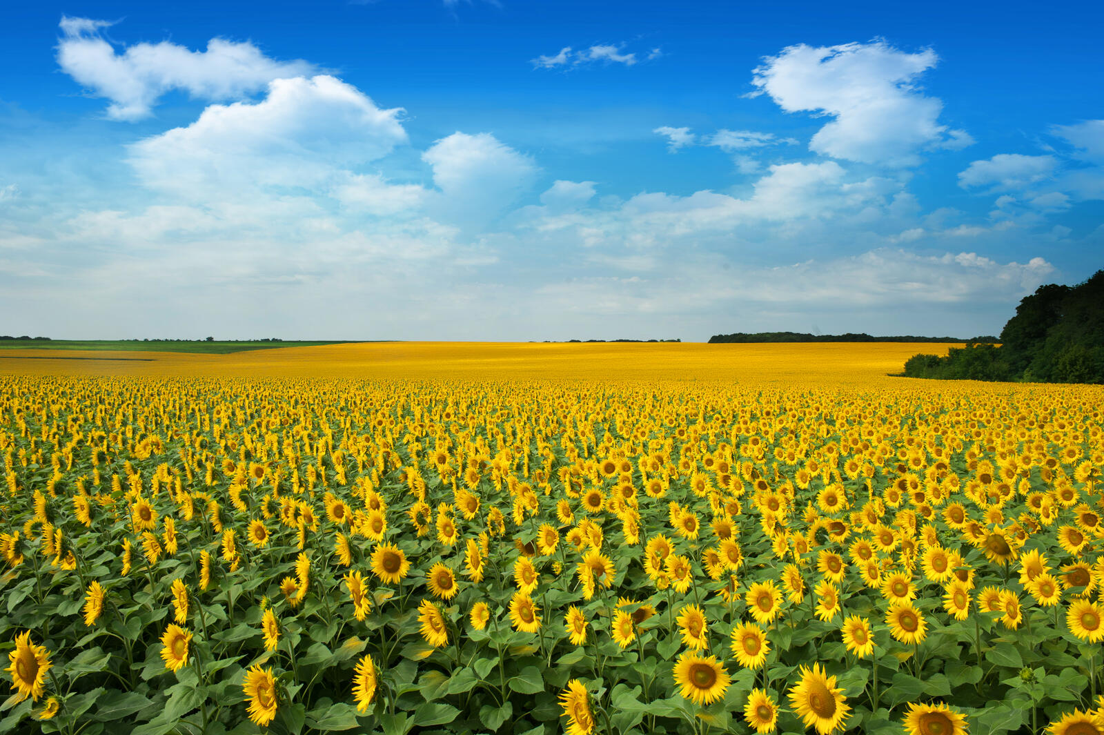 Бесплатное фото Очень большое желтое поле из подсолнечников