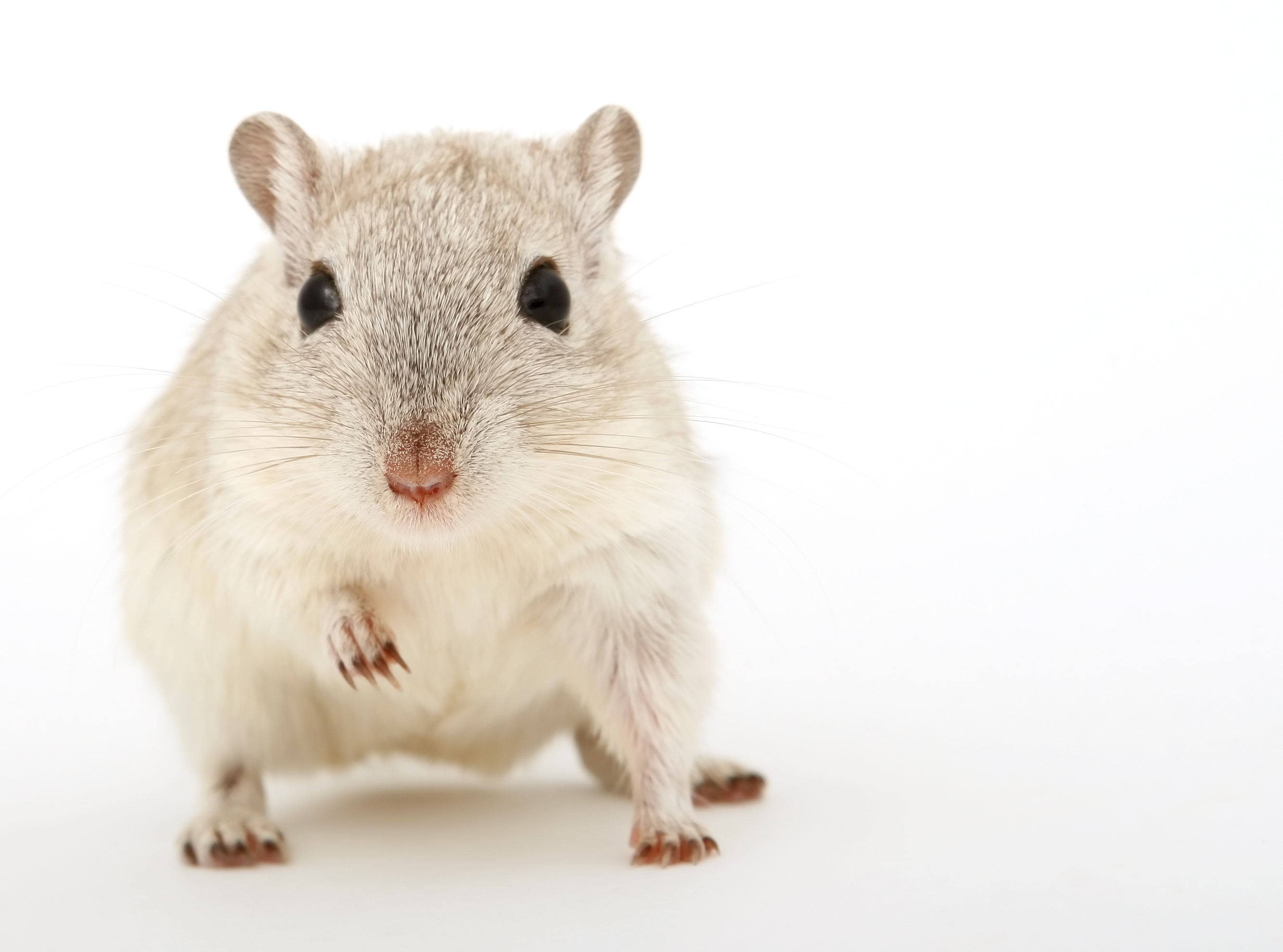 Wallpapers white mouse animal on the desktop
