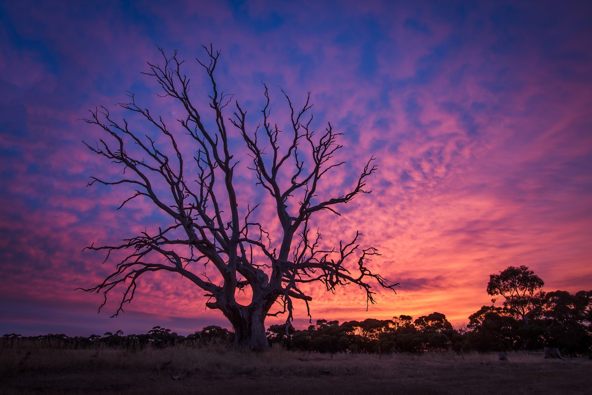 免费照片夕阳下一棵无叶孤树的照片