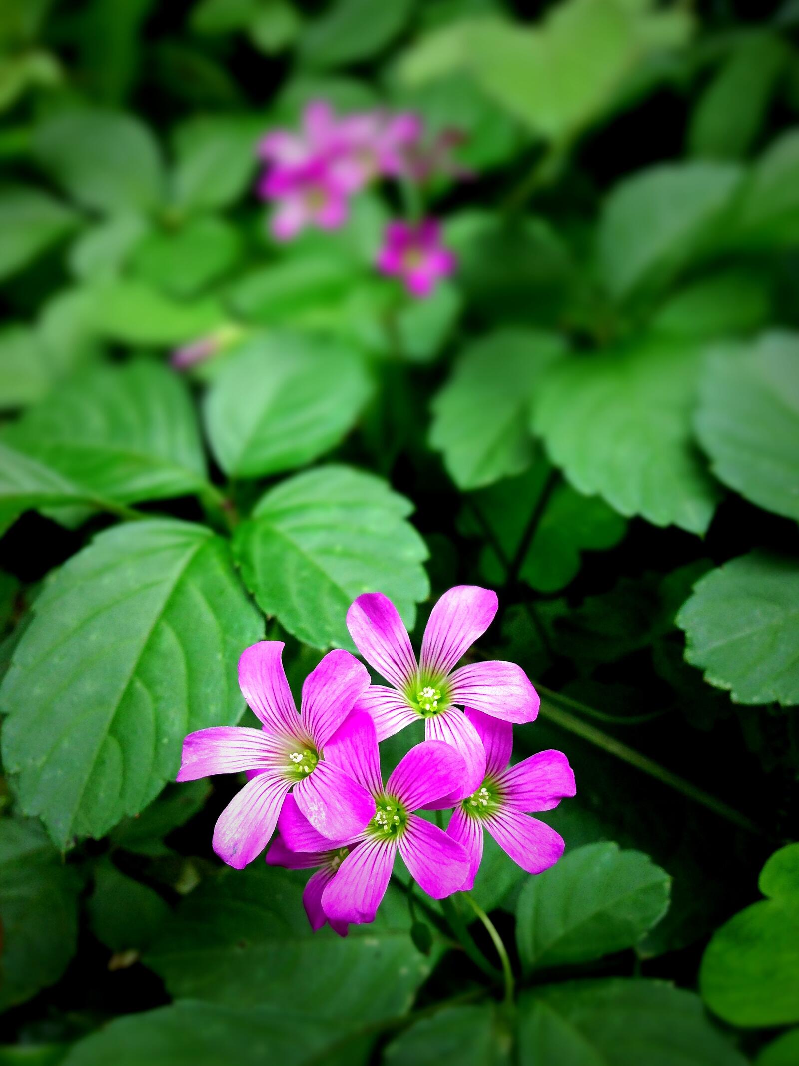 Free photo Pink florets among green leaves