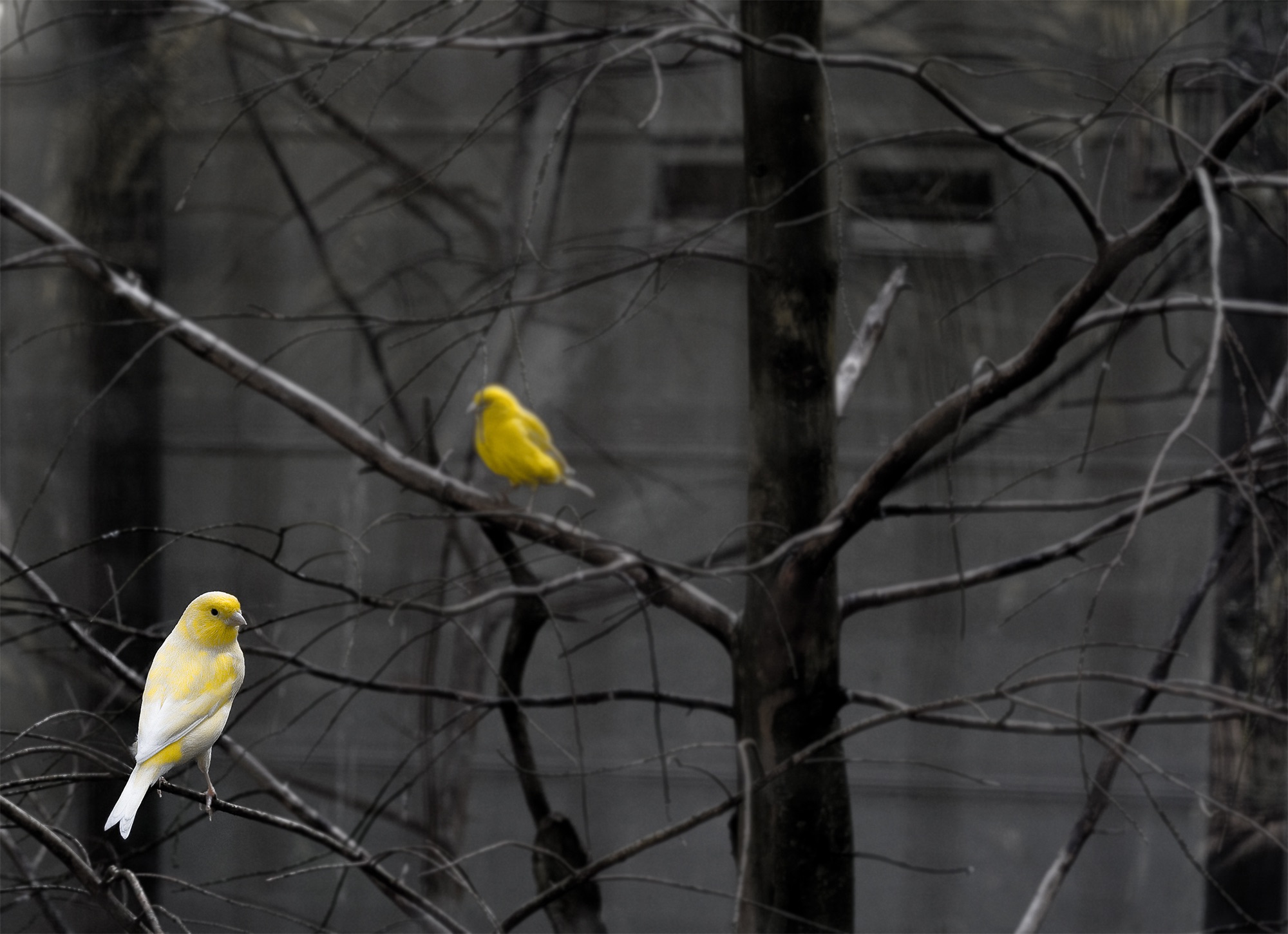灰色背景上的亮黄色小鸟