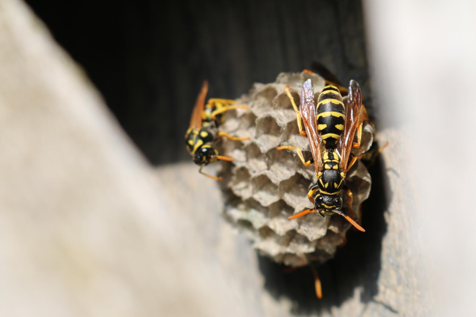 Free photo Two wasps building a hive