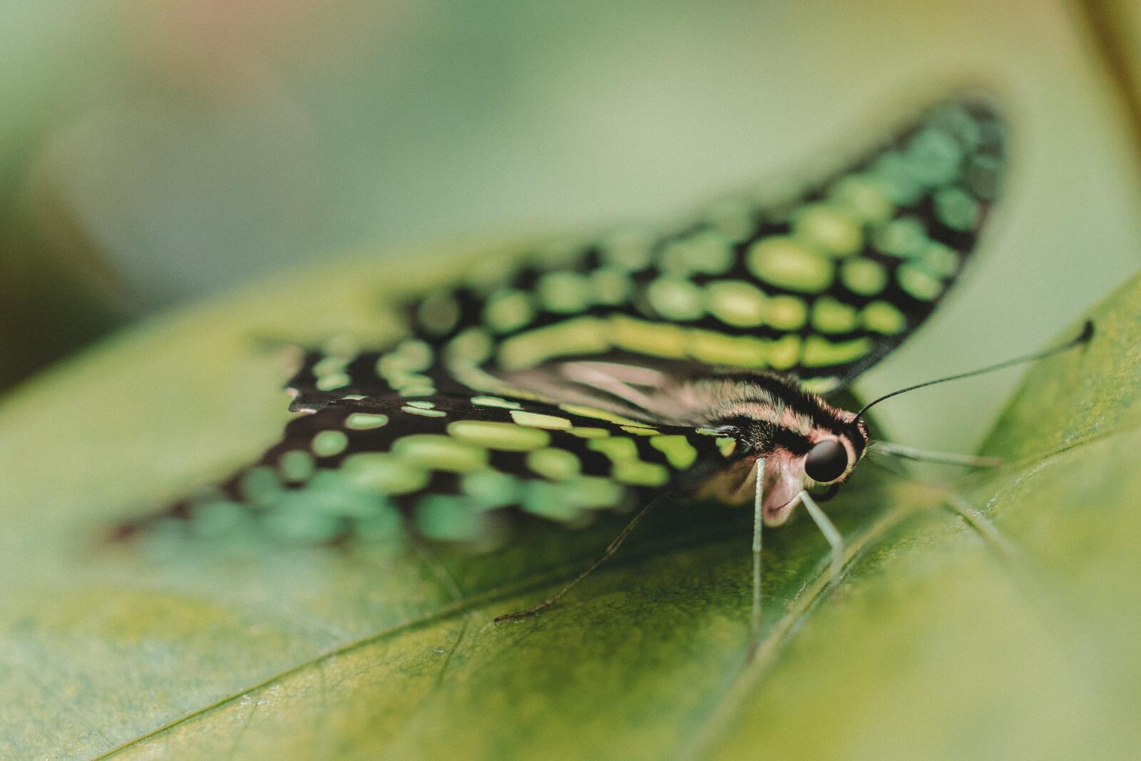 Бесплатное фото Зеленая бабочка с черными узорами на зеленом листке