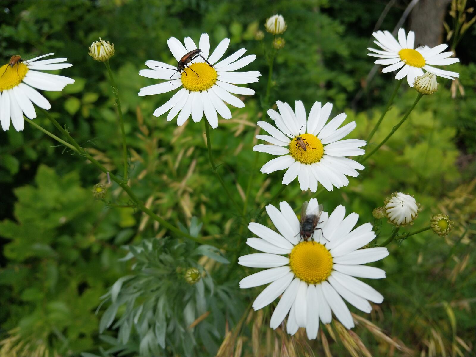Free photo Bugs and spiders sit on daisies