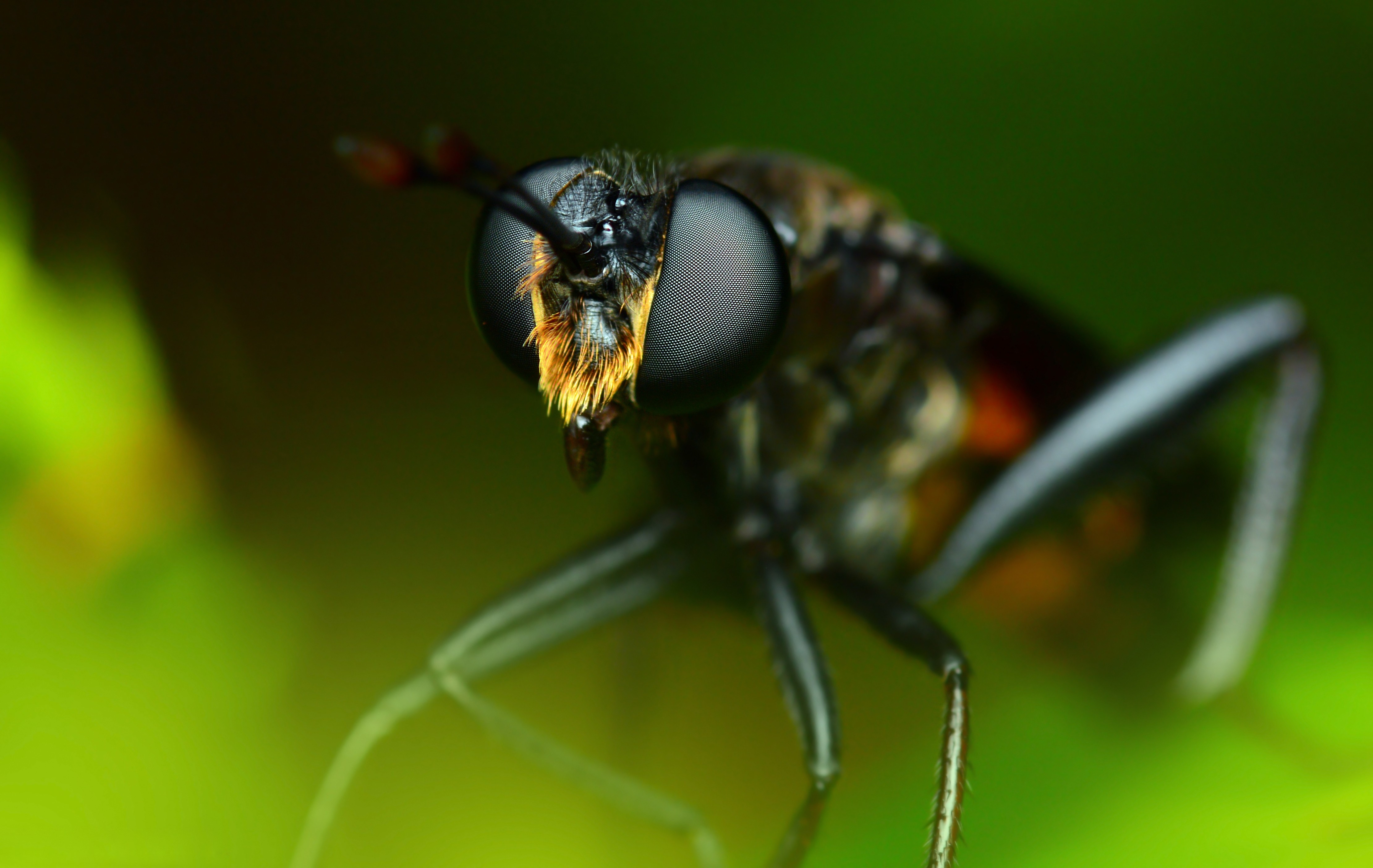 免费照片黄蜂般的昆虫的眼睛