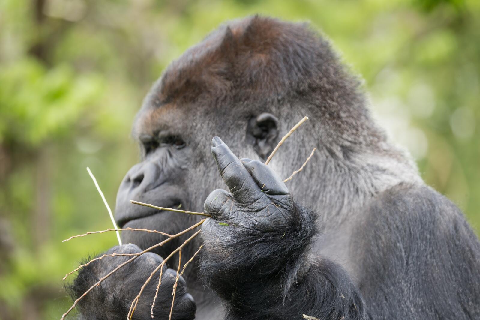 Обои обезьяна горилла жест на рабочий стол