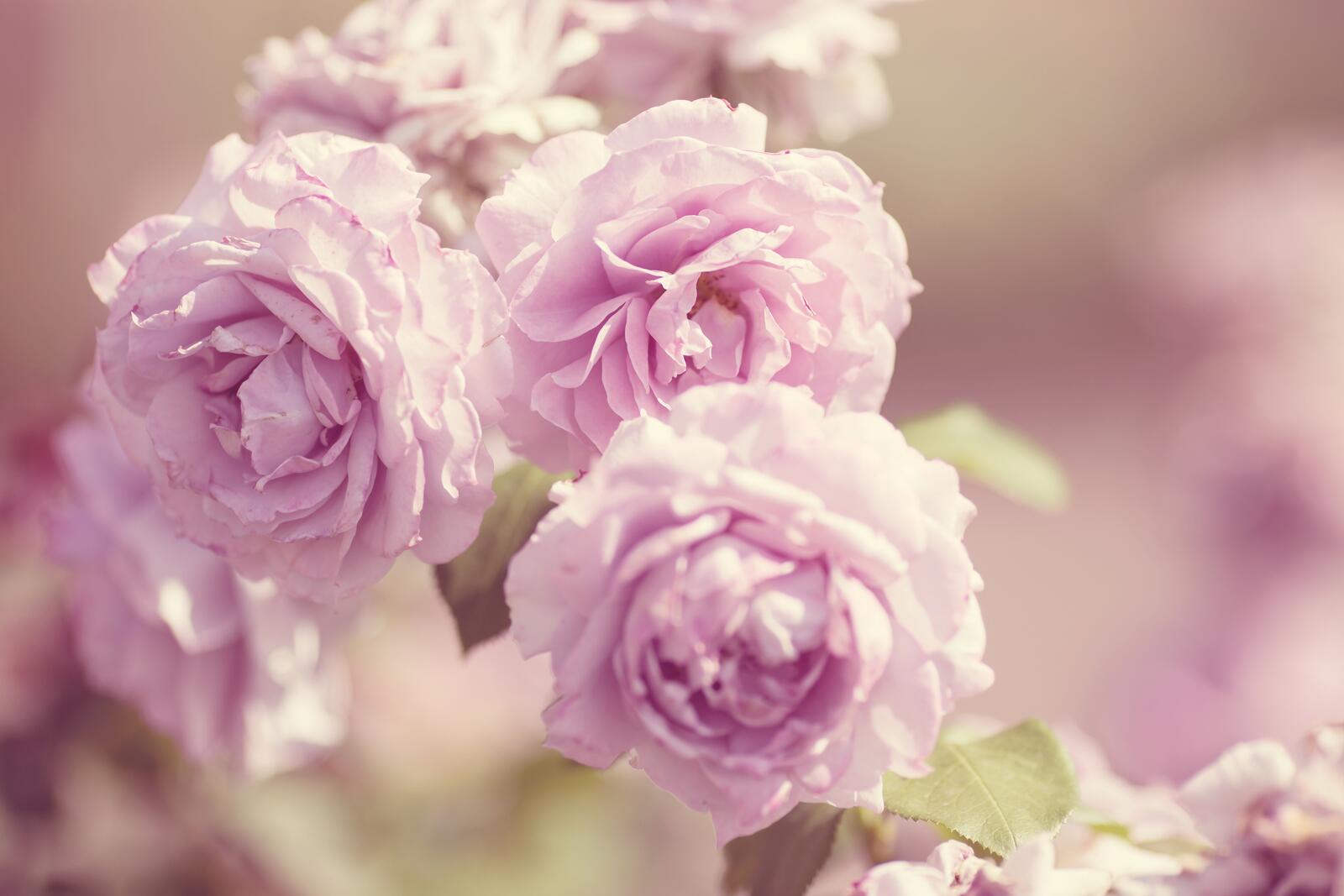 Бесплатное фото Красивые бутоны садовых роз