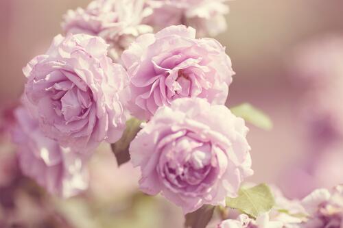 Beautiful garden rosebuds