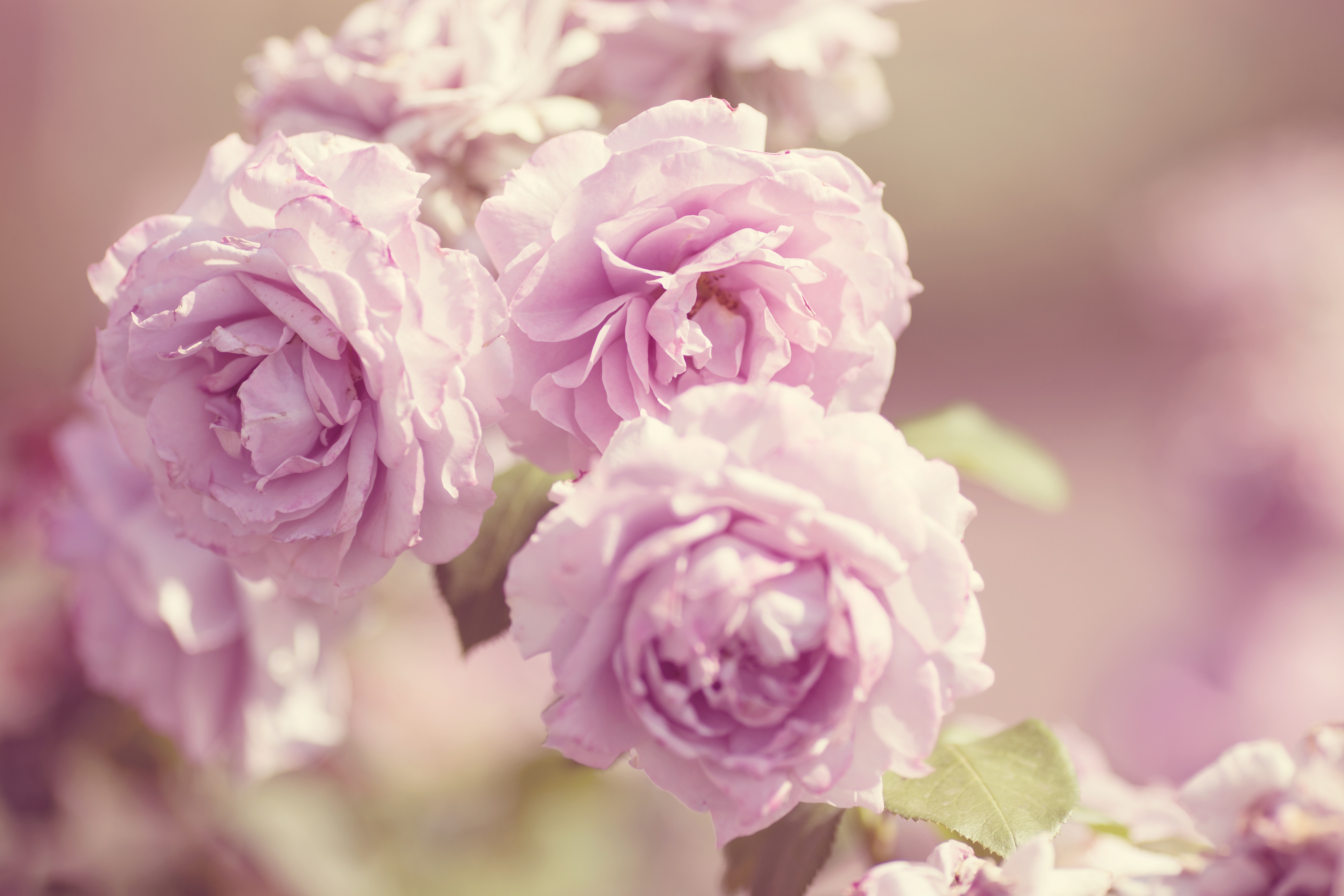 Бесплатное фото Красивые бутоны садовых роз
