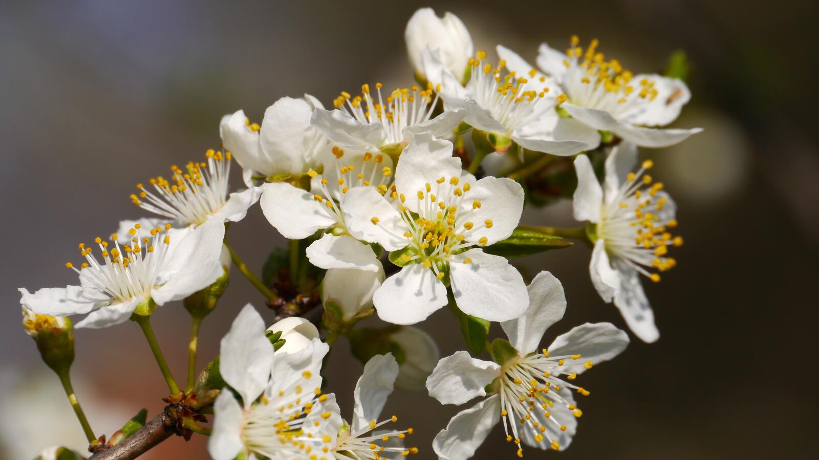 Free photo White flowers on a twig