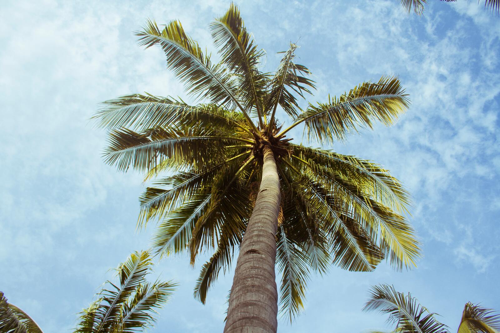 Free photo A palm tree against the sky
