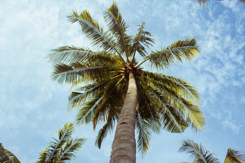 A palm tree against the sky