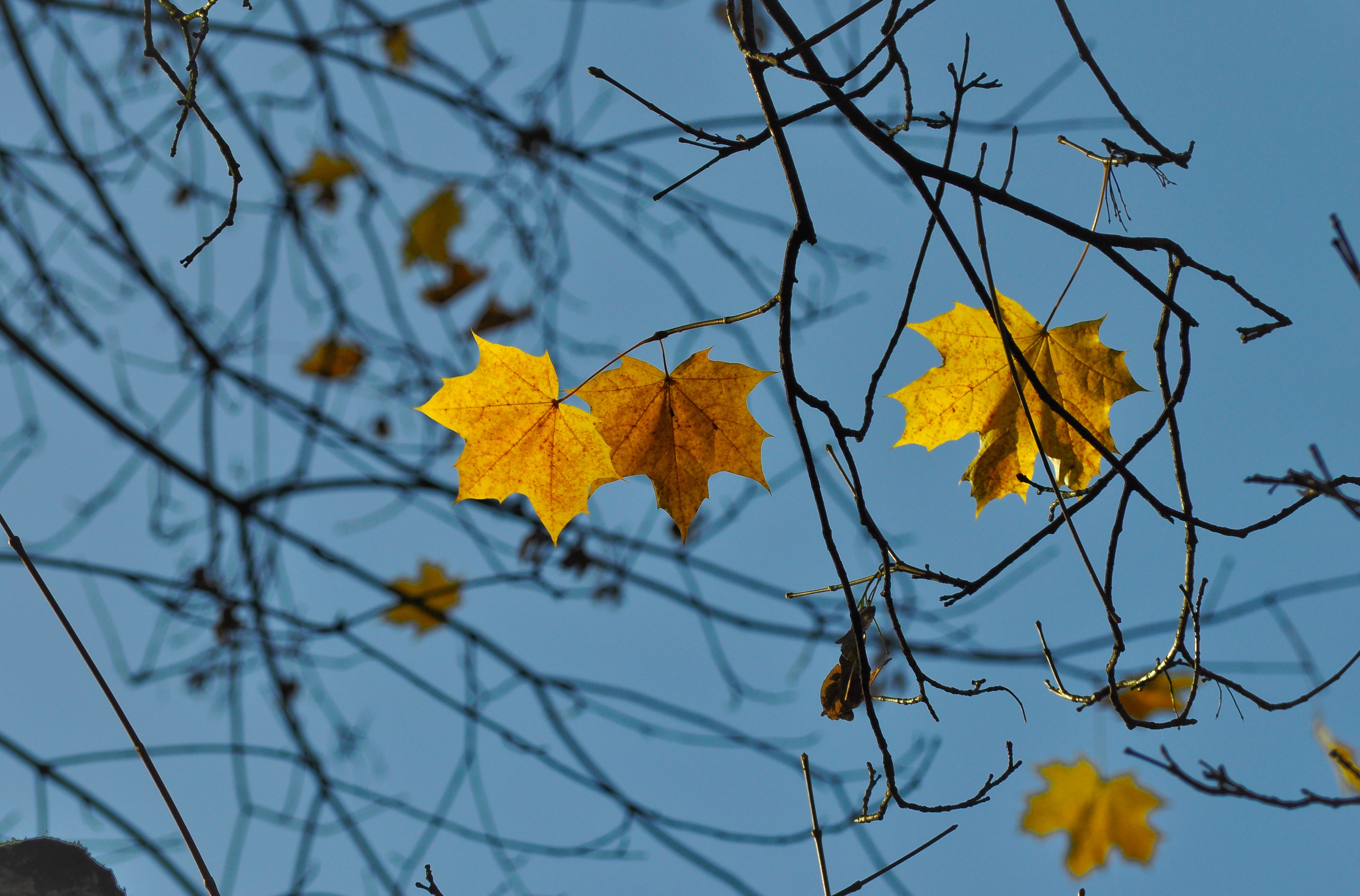 树枝上的黄叶被一根根头发固定在一起