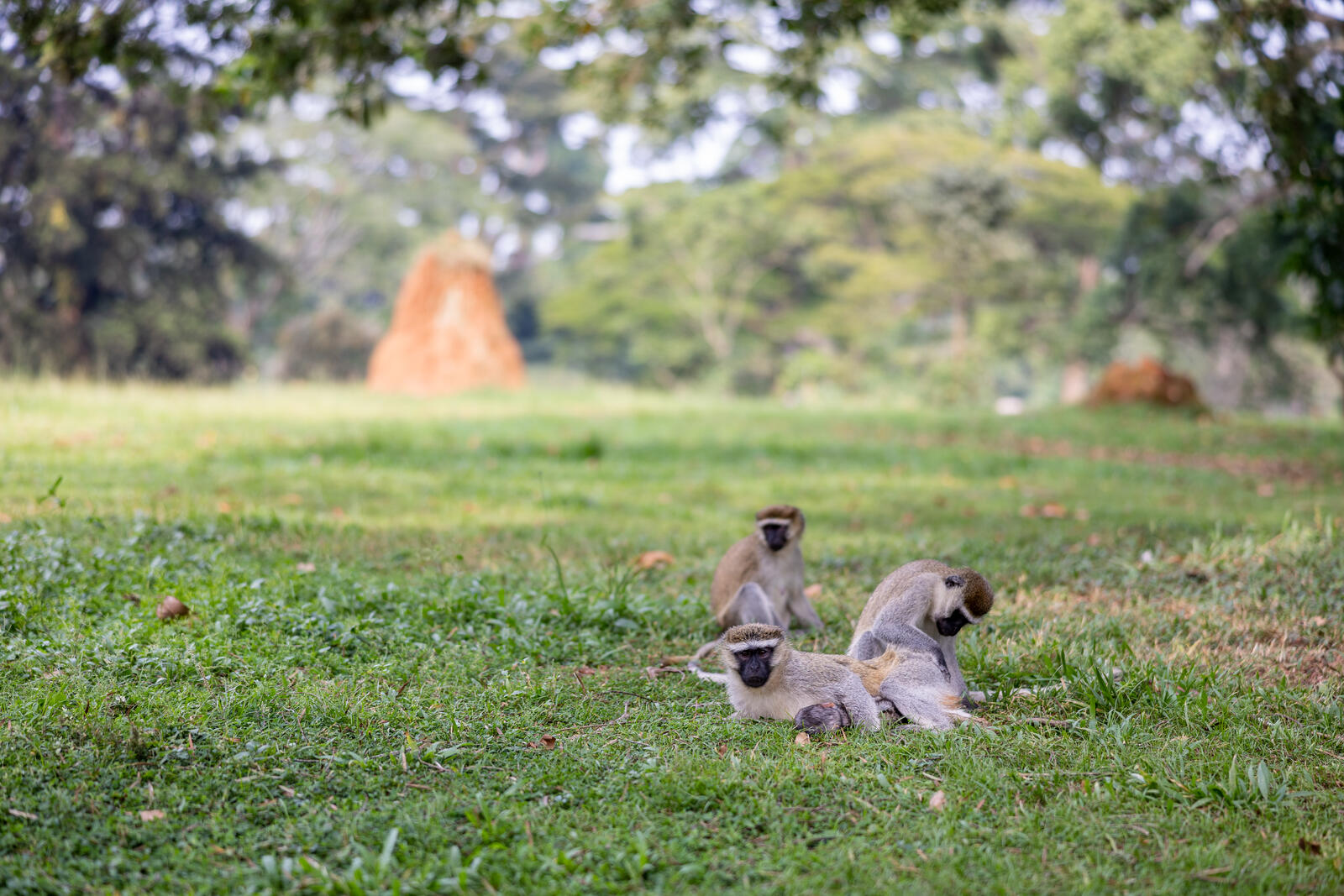 Free photo A family of monkeys resting on the grass under a tree