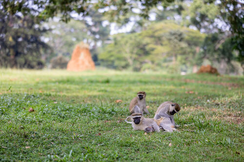 A family of monkeys resting on the grass under a tree