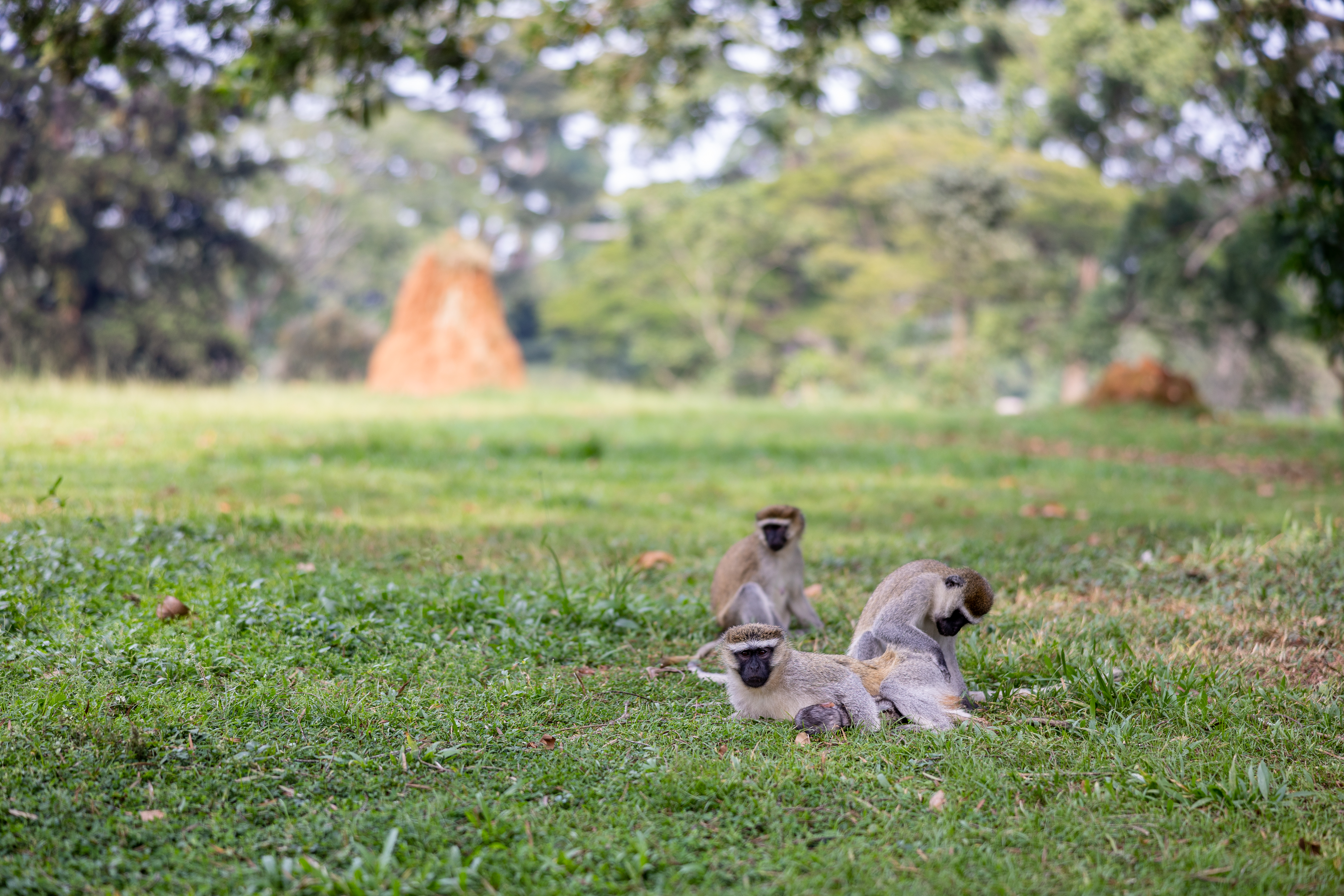 Семья обезьян отдыхает на травке под деревом