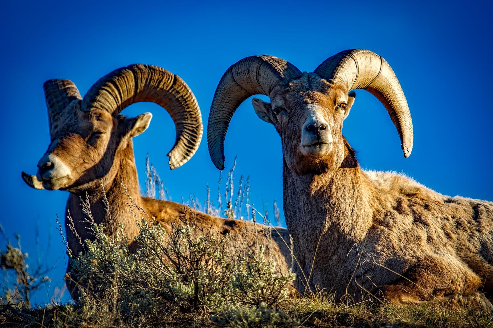 Free photo Mountain rams with big horns