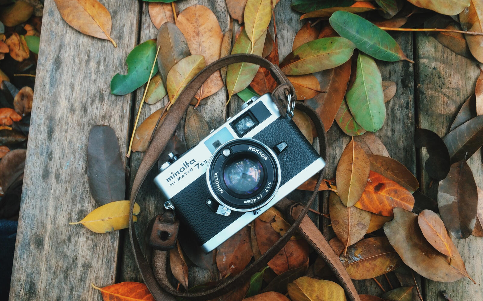 Free photo The camera rests on fallen fall leaves