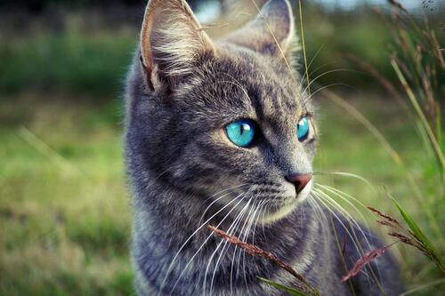 A striped cat with blue eyes.