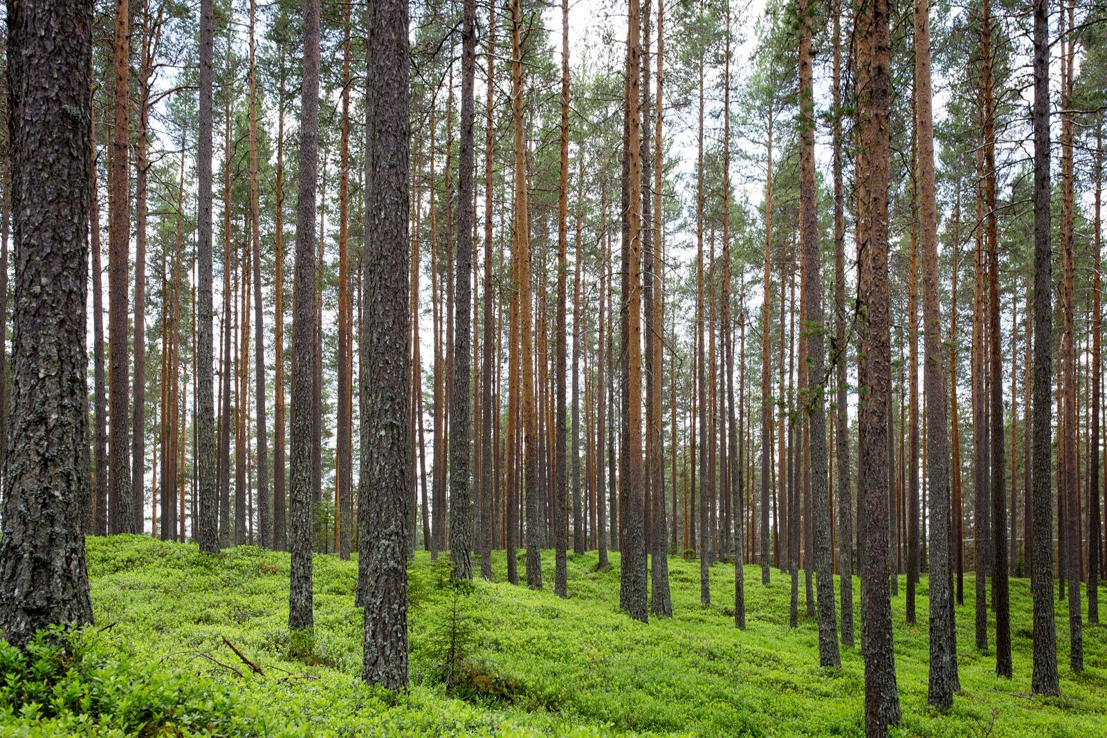 Бесплатное фото Зеленая трава в хвойном лесу