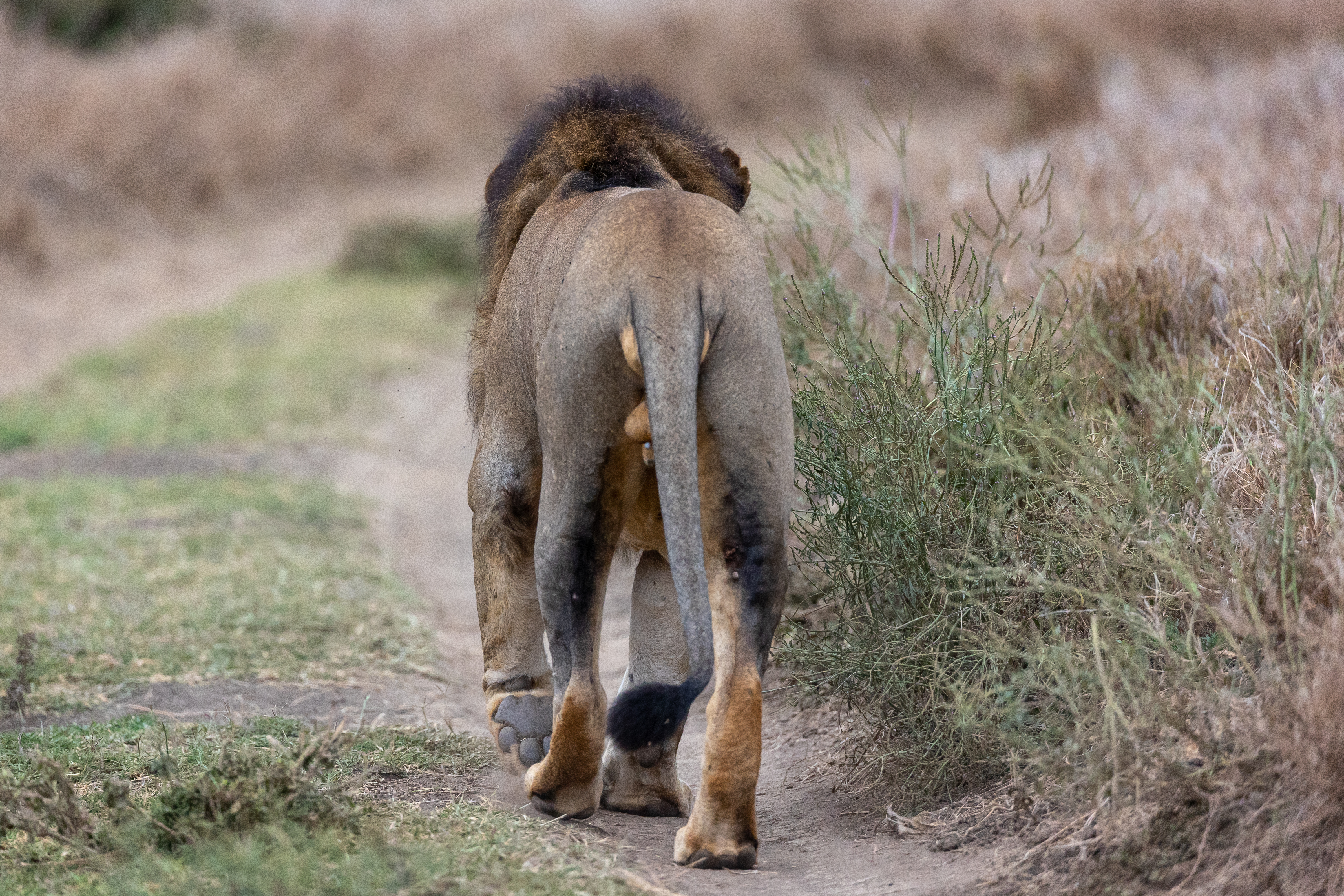 免费照片The lion walks along the path wagging his tail