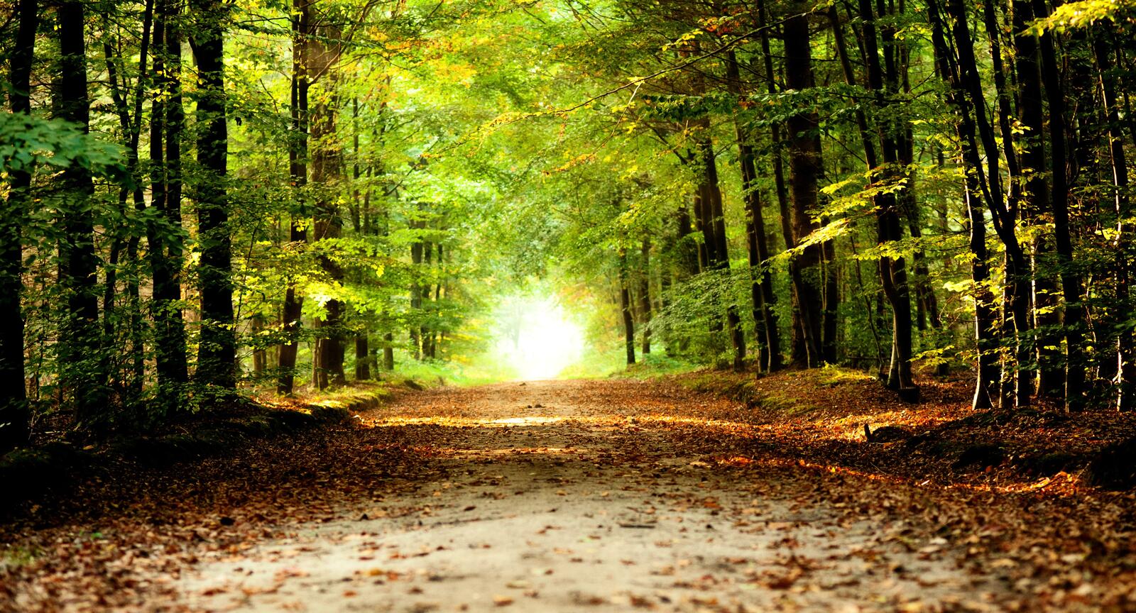 Бесплатное фото Дорога в лесу с зеленой листвой