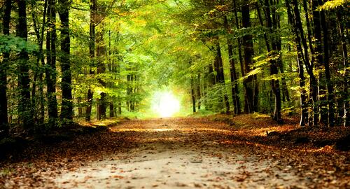 Дорога в лесу с зеленой листвой