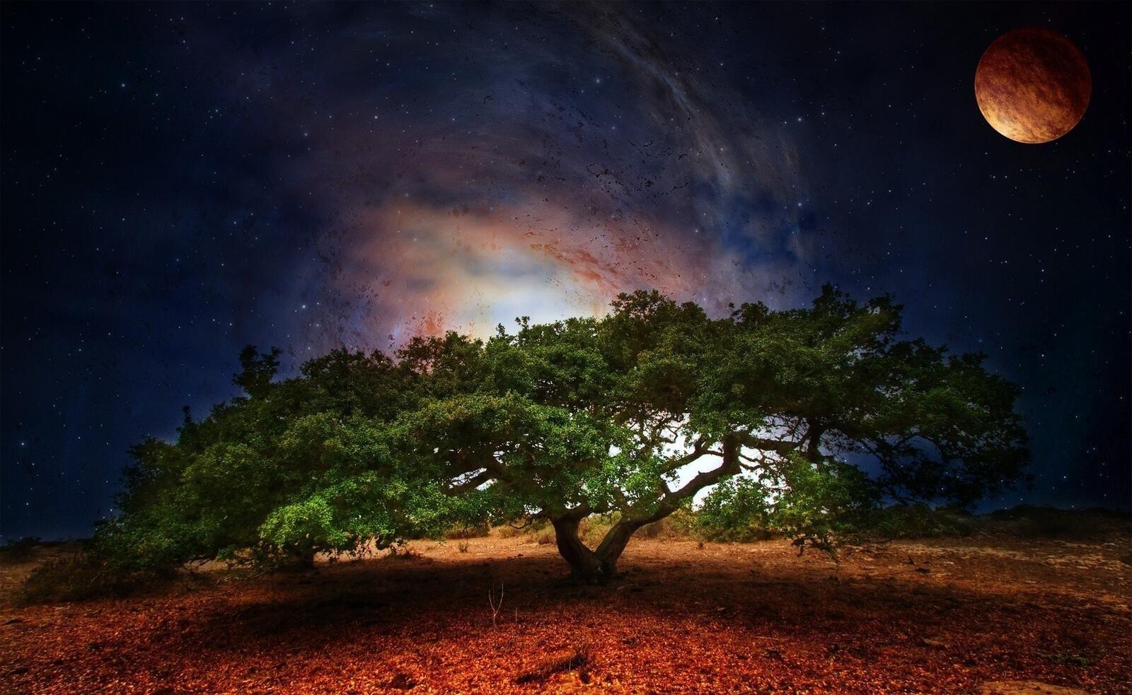 Бесплатное фото Большое дерево на фоне необычного дерева