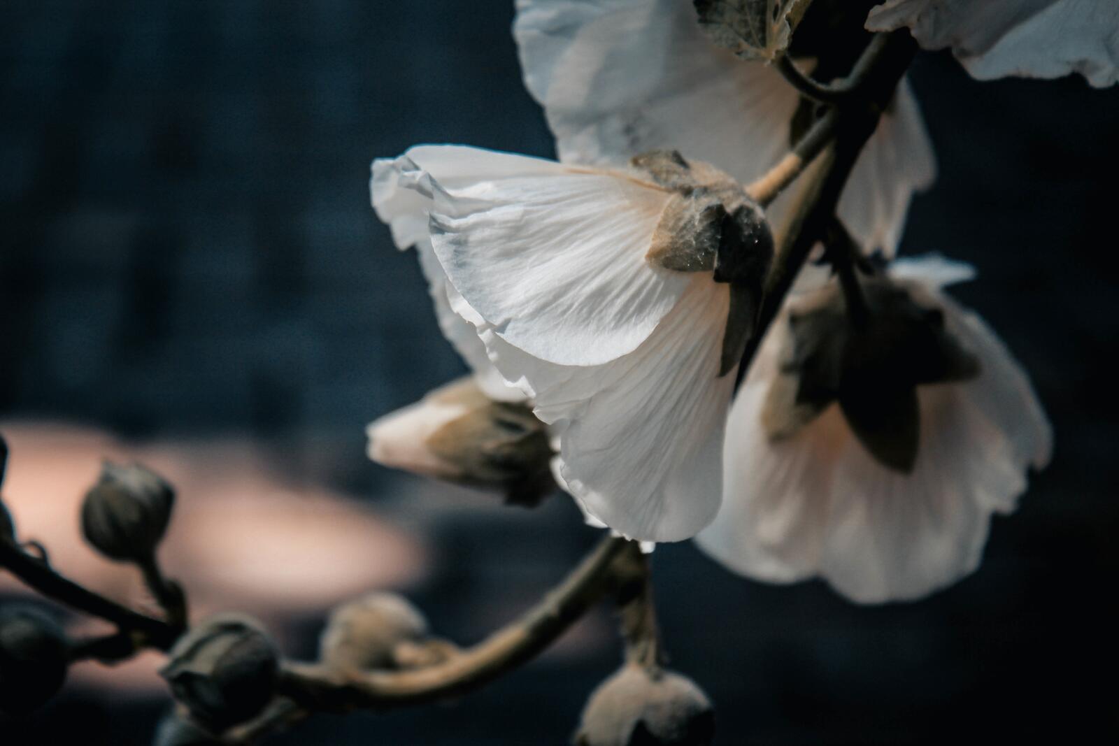 Бесплатное фото Маленькие цветочки с белыми лепестками