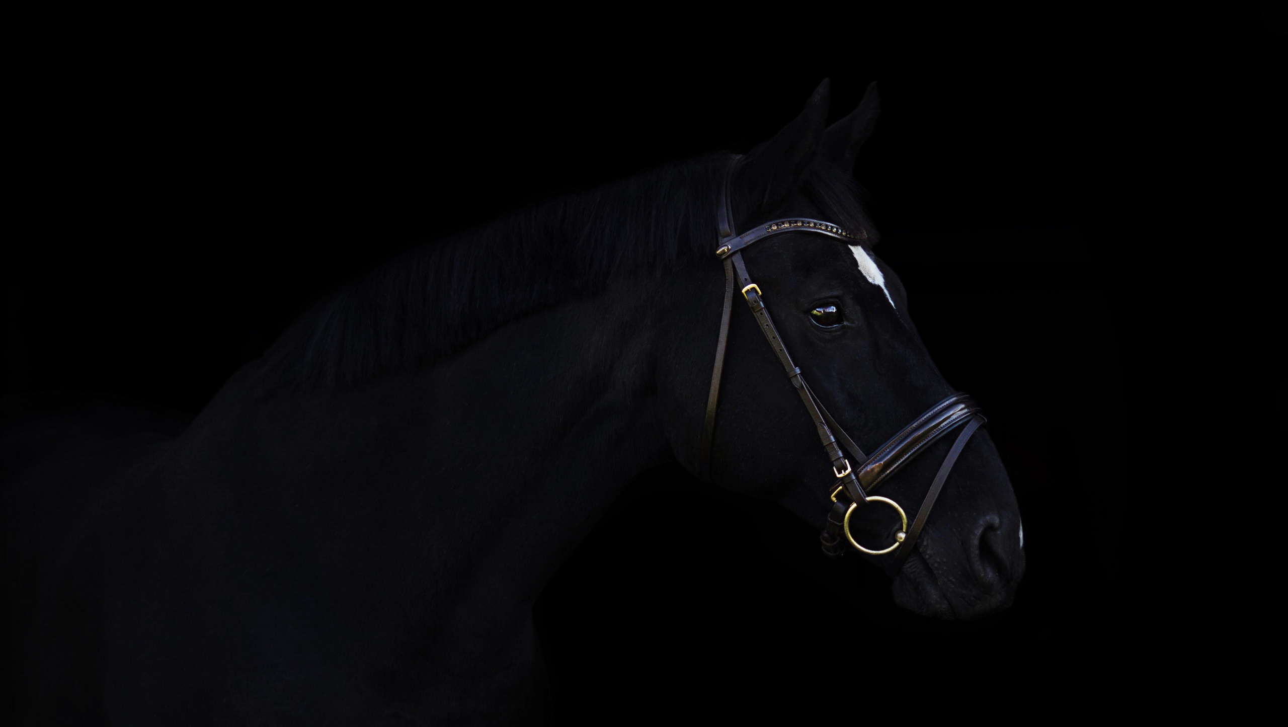 Black horse on black background