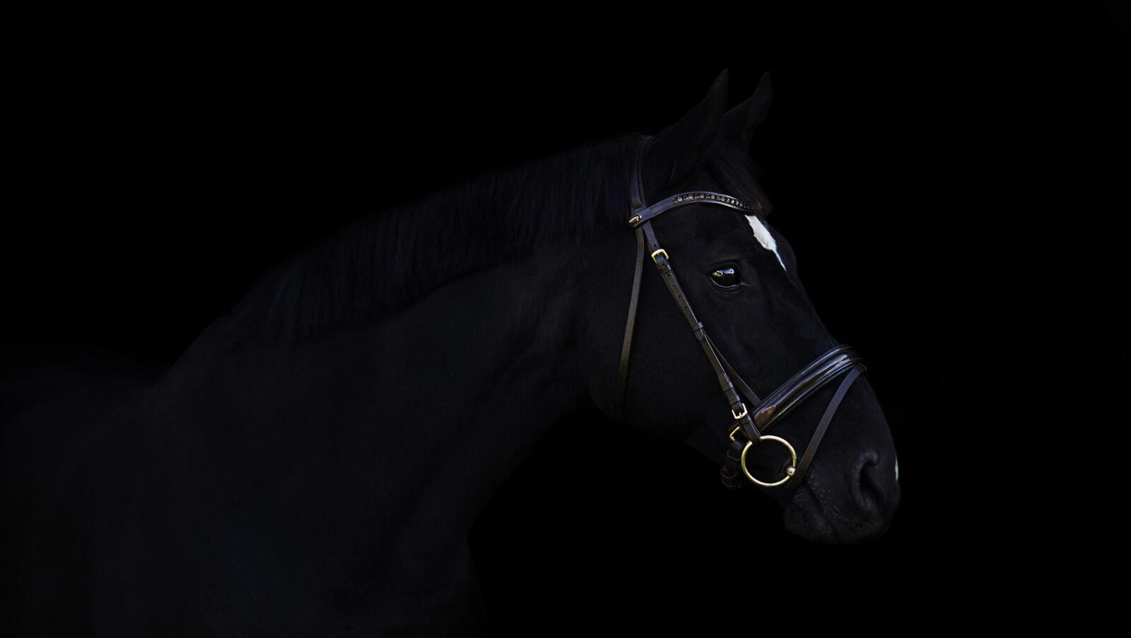 Free photo Black horse on black background