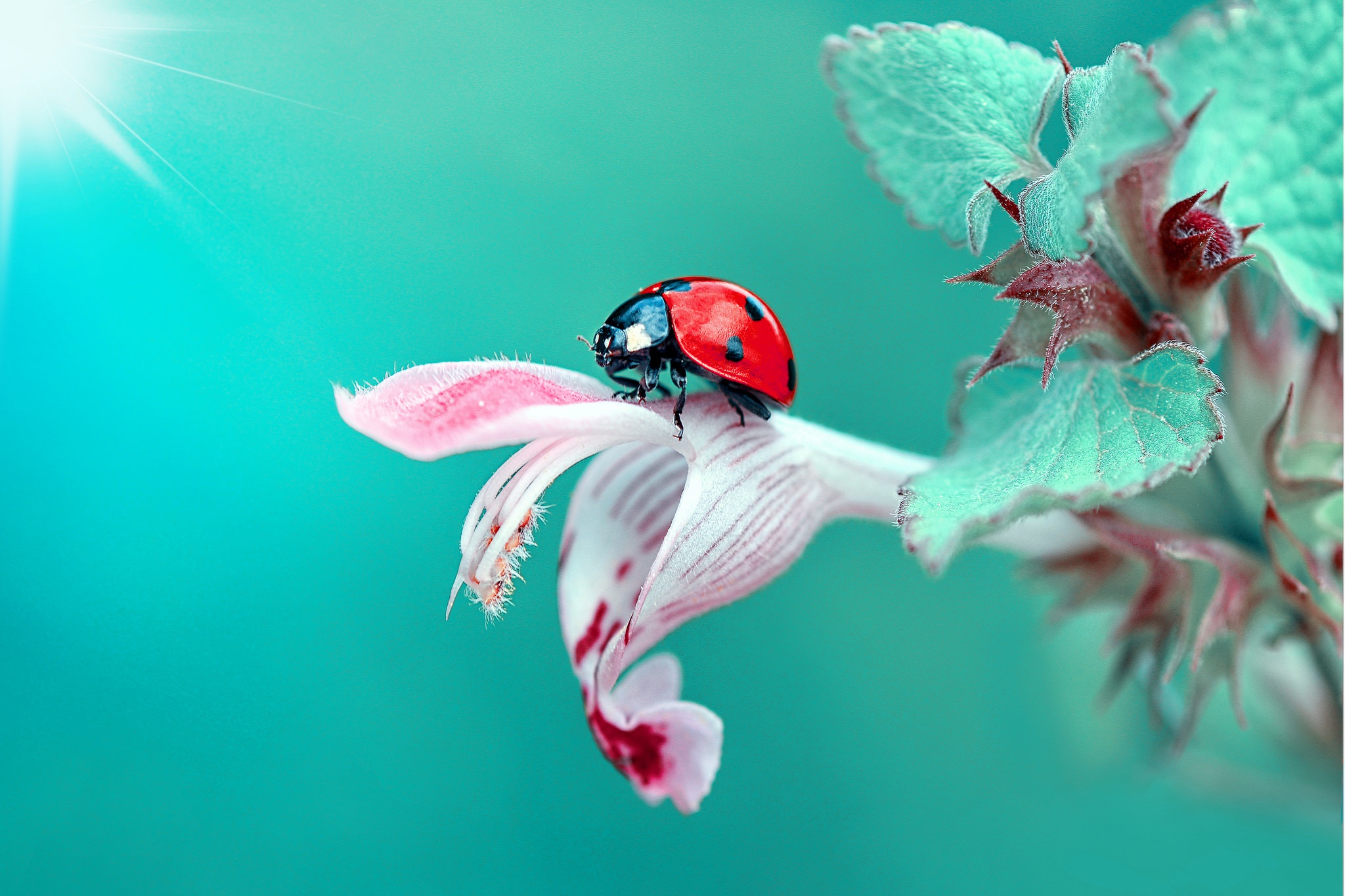 一只瓢虫在花朵上爬行。