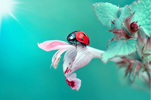 A ladybug crawls on a flower.