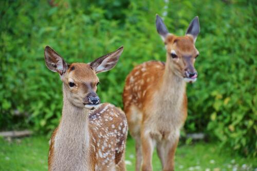 Two small deer on the background of green vegetation