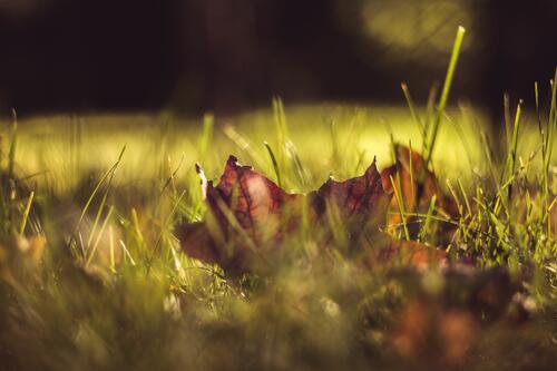 Autumn`s wilted maple leaf lies in the grass