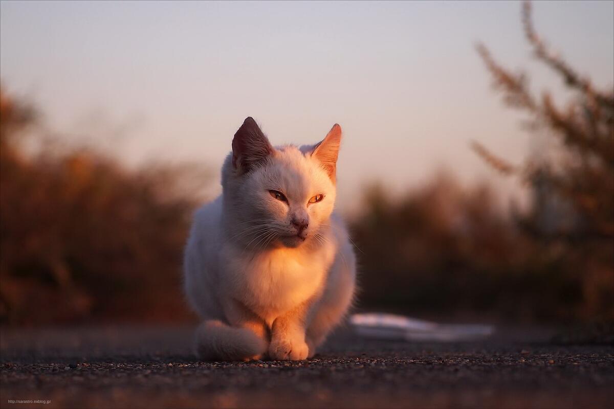 Уличный белый котенок