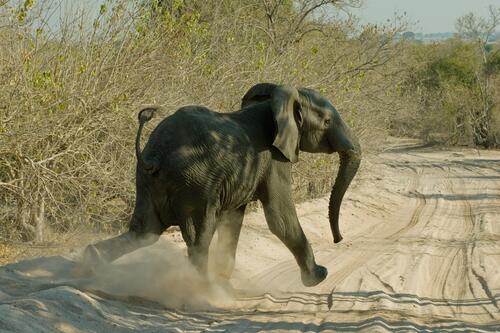 Маленький слоненок бежит по песчаной дороге