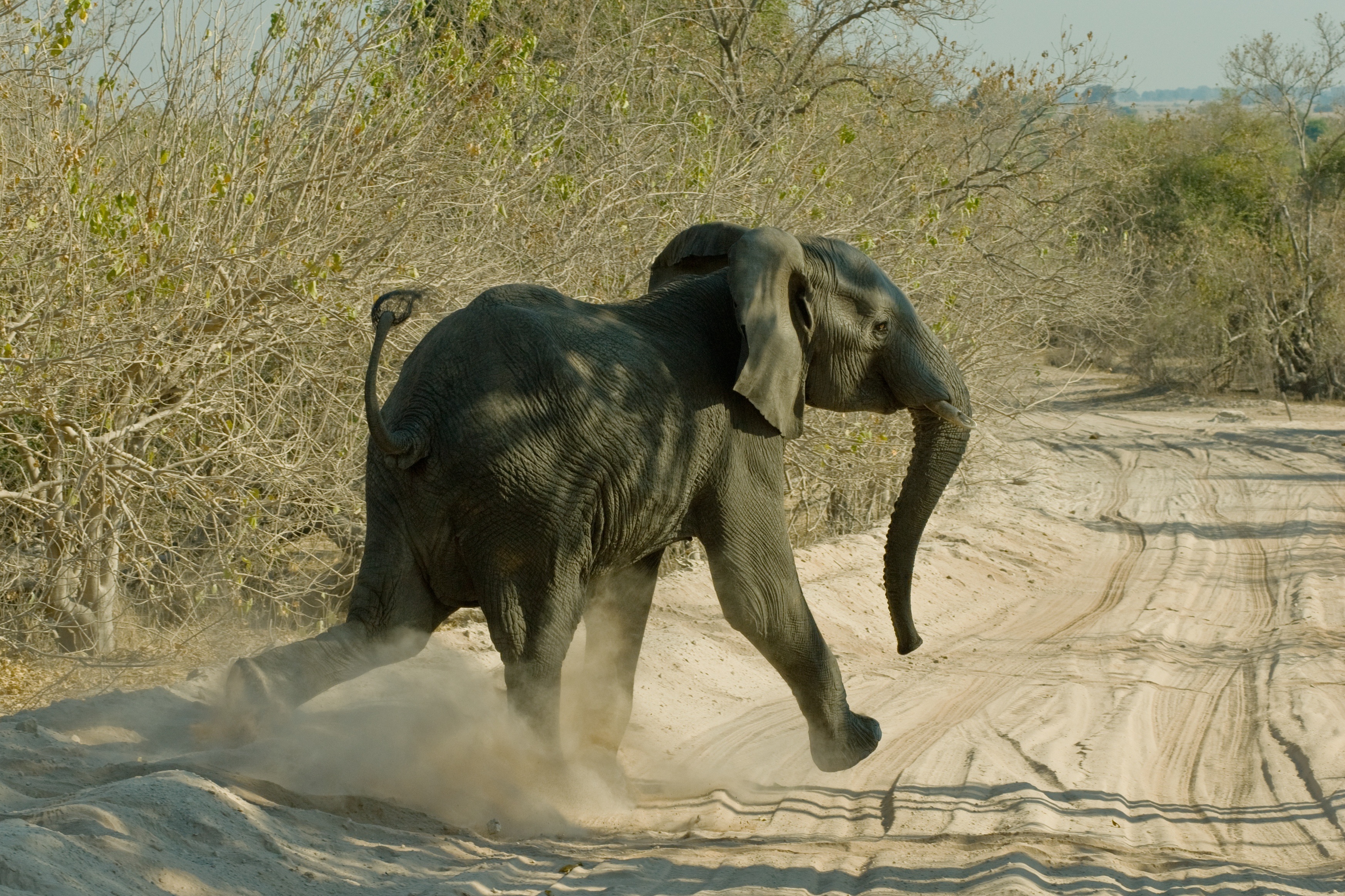 Free photo The little elephant runs along the sandy road