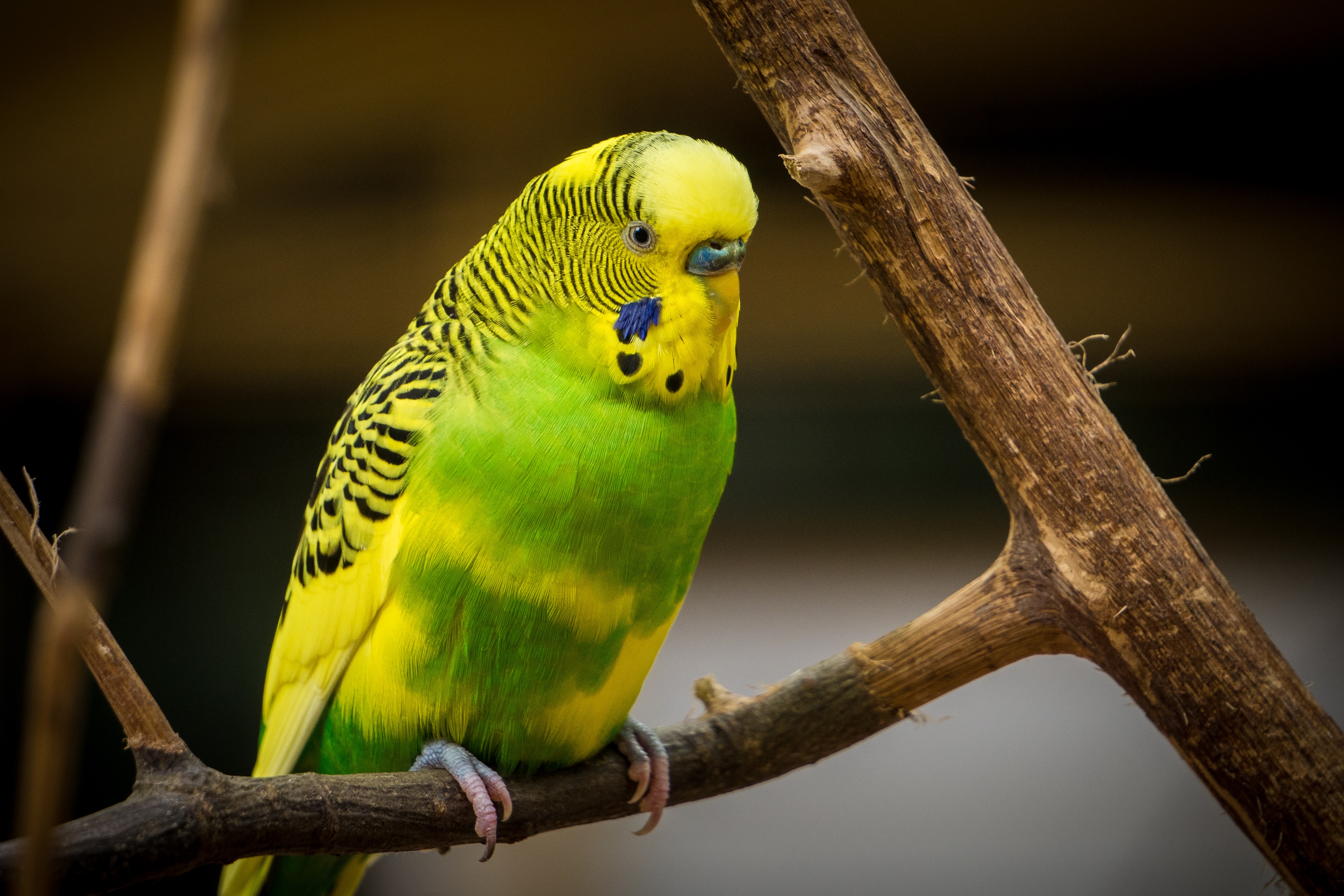 Волнистый попугай желтого цвета в дикой природе